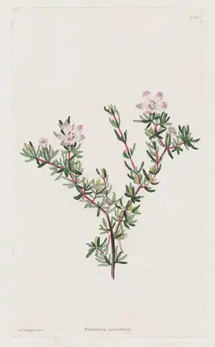 Frankenia pauciflora - sea-heath Australia flowers Blume flower Botanik botany botanical