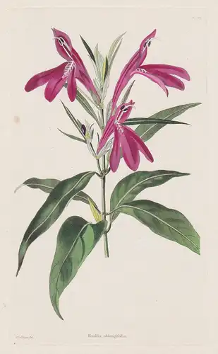 Ruellia oblongifolia - Dyschoriste oblongifolia Florida United States of America flowers Blumen flower Blume B