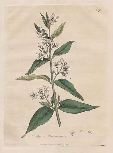 Asclepias Vincetoxicum - Schwalbenwurz Vincetoxicum hirundinaria Arznei Arzneipflanzen Pflanze medicinal plant