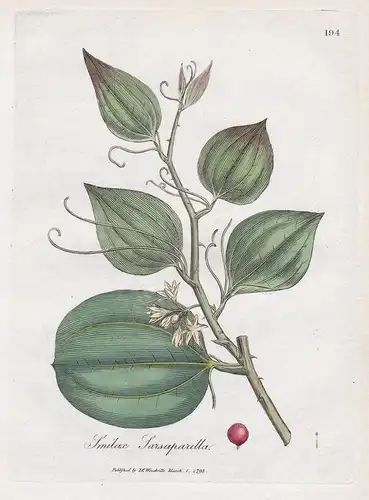 Smilax Sarsaparilla - Stechwinde America Amerika sarsaparilla Arznei Arzneipflanzen Pflanze medicinal plants f