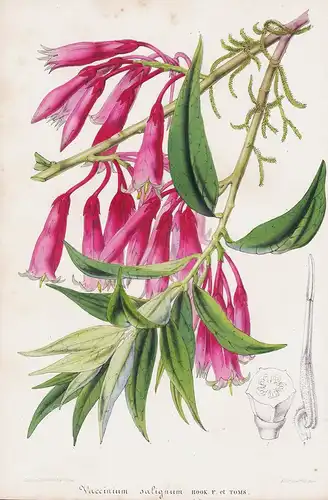 Vaccinium salignum - Agapetes saligna Nepal Myanmar flower Blume flowers Blumen botanical Botanik Botany