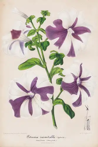 Petunia inimitable - Petunias Petunien flower Blume flowers Blumen botanical Botanik Botany