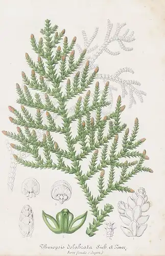 Thuiopsis dolabrata - thujopsis tree Hiba-Lebensbaum Japan botanical Botanik Botany