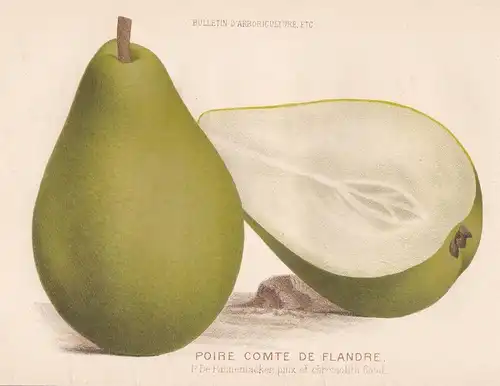 Poire Comte de Flandre - pear Birne pears Birnen botanical Botanik Botany