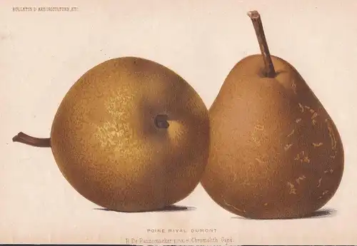 Poire Rival Dumont - pear Birne pears Birnen botanical Botanik Botany