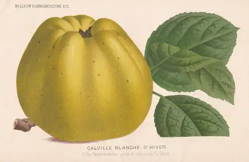 Calville Blanche d'Hiver - Weißer Winter-Calville Calville Blanc d'hiver apple Apfel Äpfel apples botanical Bo