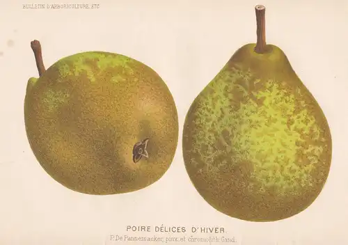 Poire Delices d'Hiver - pear Birne pears Birnen botanical Botanik Botany