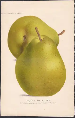 Poire M.e Stoff - pear Birne pears Birnen botanical Botanik Botany