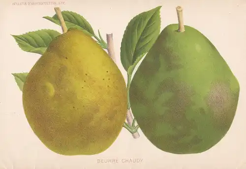 Beurré Chaudy - pear Birne pears Birnen botanical Botanik Botany