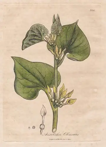 Aristolochia Clematitis - Gewöhnliche Osterluzei birthwort Arznei Arzneipflanzen Pflanze medicinal plants flow