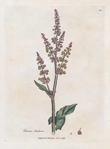 Rumex Acetosa - Wiesen-Sauerampfer Ampfer Sorrel Arznei Arzneipflanzen Pflanze medicinal plants flowers Blume