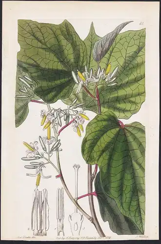 (Marlea begonifolia) - flowers Blume flower Botanik botany botanical