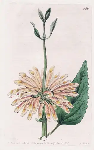 Leontis intermedia - South Africa Afrika flowers Blume flower Botanik botany botanical