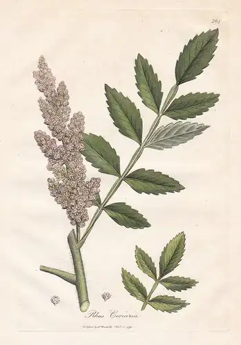 Rhus Coriaria - Gerber-Sumach Sicilian sumac Arznei Arzneipflanzen Pflanze medicinal plants flowers Blume flow