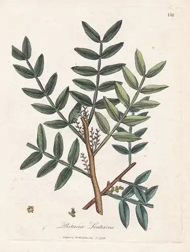 Pistacia Lentiscus - Mastixstrauch Wilde Pistazie lentisk mastic Arznei Arzneipflanzen Pflanze medicinal plant