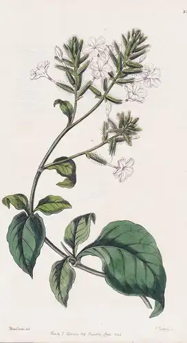 Plumbago Zeylanica - Ceylon Leadwort Afghanistan India Indien flowers Blume flower Botanik botany botanical