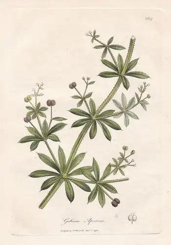 Galium Aparine - Kletten-Labkraut Klebkraut cleavers clivers catchweed Kräuter Arznei Arzneipflanzen Pflanze m