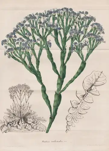Statice Imbricata - Canary Islands Kanarische Inseln flower flowers Blume Botanik Botanical Botany antique pri