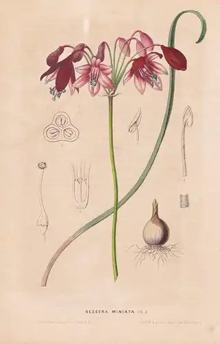 Bessera Miniata - Mexico Flower flowers Blume Blumen Botanik Botanical Botany antique print