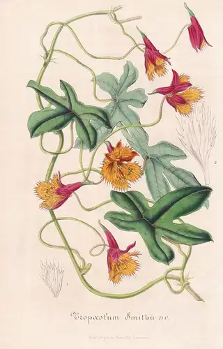 Tropaeolum Smithii - Colombia flower Blume botanical Botanik Botanical Botany
