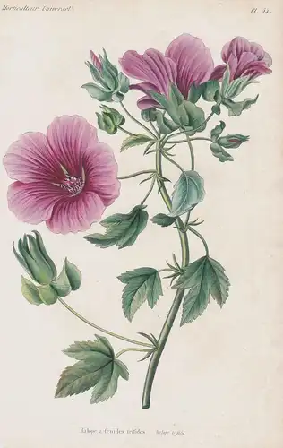 Malope a feuilles trifides - North Africa flowers Blume Blumen botanical Botanik Botany