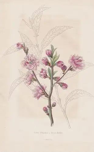 Pecher d'Ispahan a fleurs doubles - Pfirsich peach Iran flowers Blume Blumen botanical Botanik Botany