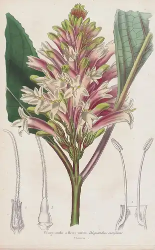 Phlogacanthe a fleurs courbes - India Indien flowers Blume Blumen botanical Botanik Botany