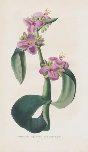Tradescantie a tiges renflées - America flowers Blume Blumen botanical Botanik Botany