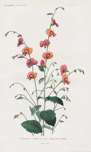 Chorozeme a feuilles en coeur - Australia flowers Blume Blumen botanical Botanik Botany