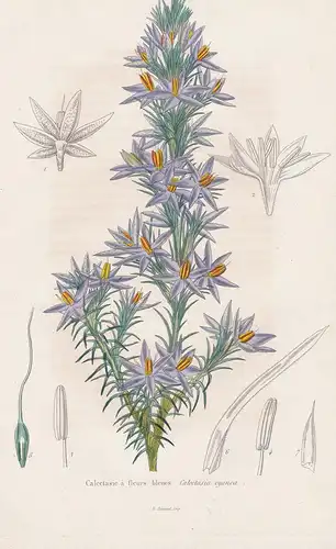 Calectasie a fleurs bleues - tinsel lilies Australia flowers Blume Blumen botanical Botanik Botany