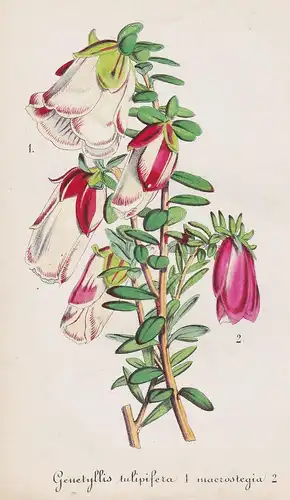 Genetyllis tulipifera - Mondurup bell Darwinia macrostegia Albany Australia Blumen flower Blume botanical Bota