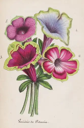 Varietes de Petunia - Petunien Blumen flower Blume botanical Botanik botanical Botany