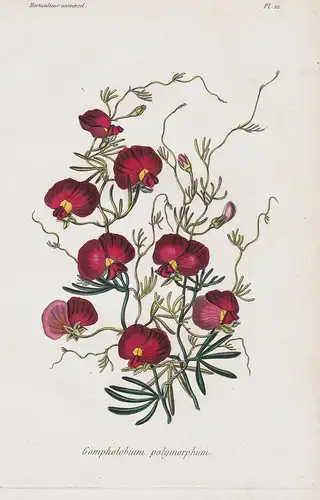 Gompholobium polymorphum - Western Australia flowers Blume Blumen botanical Botanik Botany