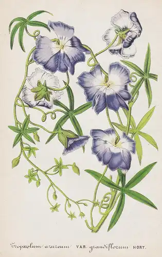 Tropaeolum azureum - Chile South America Blumen flower Blume botanical Botanik botanical Botany