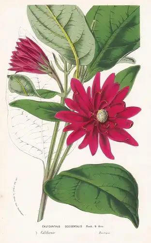 Calycanthus Occidentalis - California Blume flower flowers Blume Botanik botanical botany