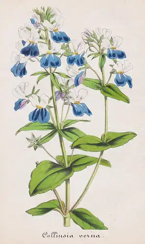 Collinsia verna - blue-eyed Mary North America Blumen flowers Blume flower botanical Botanik Botany