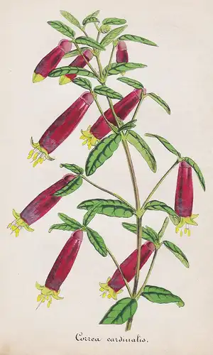 Correa cardinalis - Australia Blumen flower Blume botanical Botanik botanical Botany