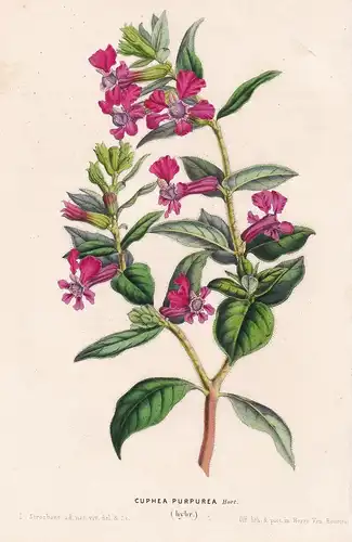 Cuphea Purpurea - flower Blume botanical Botanik Botanical Botany