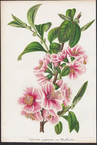 Cydonia japonica var. Mallardii - Japan flower Blume flowers Blumen botanical Botanik Botany