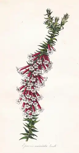 Epacris miniata - fuchsia heath Epacris longiflora Australia flower flowers Blume Blumen Botanik Botanical Bot