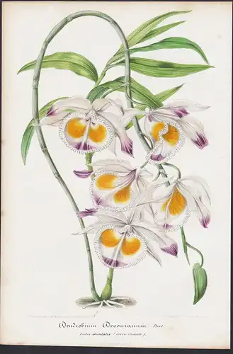 Dendrobium Devonianum - orchid orchids Orchidee India Indien flower Blume flowers Blumen botanical Botanik Bot