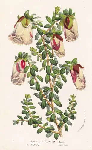 Genetyllis Tulipifera - Australia Flower flowers Blume Blumen Botanik Botanical Botany antique print