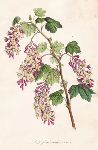 Ribes Gordonianum - Gordon-Johannisbeere flower flowers Blume Blumen botanical Botanik Botanical Botany