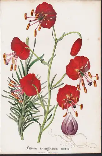 Lilium ternifolium - Daurien Russia Russland flower Blume flowers Blumen botanical Botanik Botany