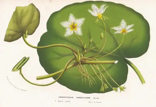 Limnanthemum Humboltianum - Latin America Blume flower flowers Blume Botanik botanical botany