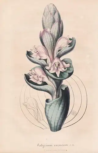 Satyrium Carneum - Orchid Orchidee flowers Blume Blumen botanical Botanik Botanical Botany
