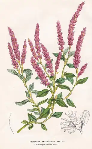 Polygonum Vacciniifolium - Himalaya Blume flower Blume botanical Botanik Botanical Botany