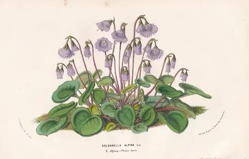 Soldanella Alpina. - alpine snowbell Alpen-Soldanelle flowers Blumen botanical Botanik Botanical Botany