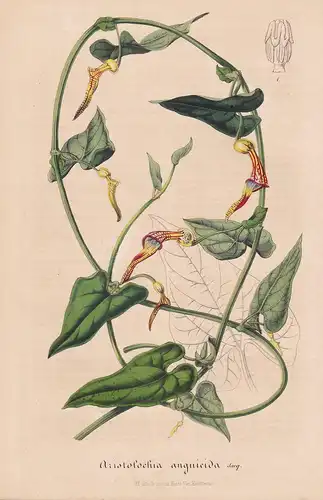 Aristolochia Anguicida - Colombia Kolumbien flowers Blume Blumen botanical Botanik Botanical Botany