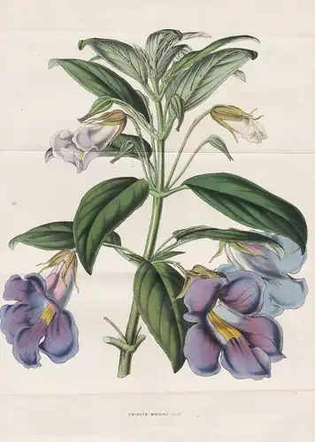 Chirita Moonii - Henckelia flower Blume flowers Blumen Botanik Botanical Botany